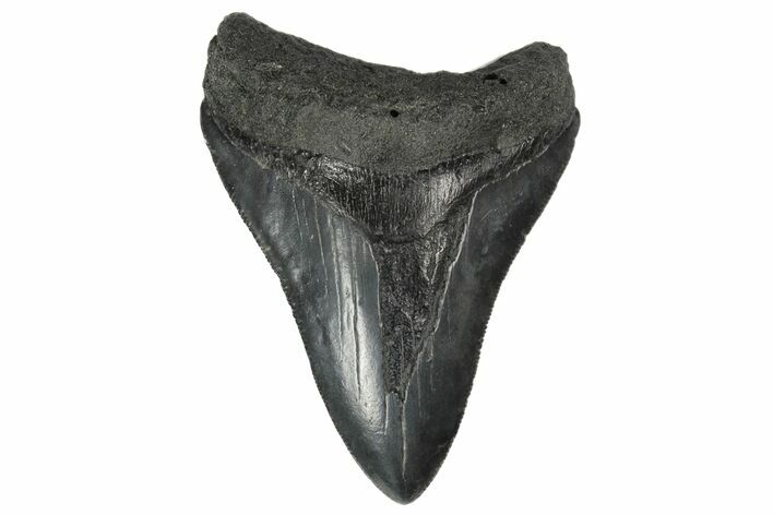 Fossil Megalodon Tooth - South Carolina #181128